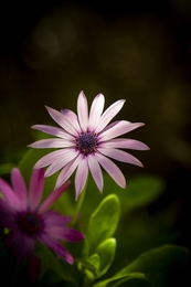 Detalhes  