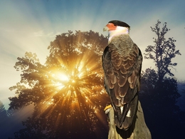 Caracara Plancus 