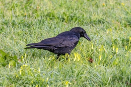 CORVO 