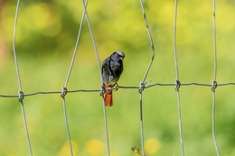 RABIRRUIVO Gibraltariensis 
