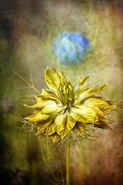 Golden star 