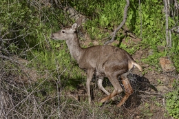 Veado 