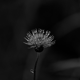Cirsium japonicum 
