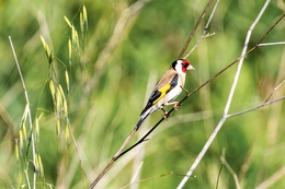 PINTASSILGO Carduelis, carduelis   