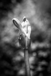 Detalhes  
