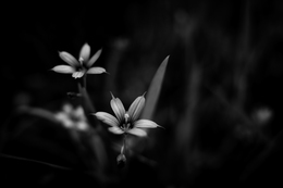 Sisyrinchium angustifolium 