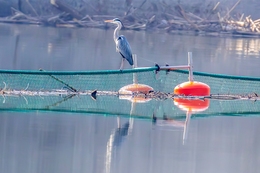 PESCADORA NO DOURO 