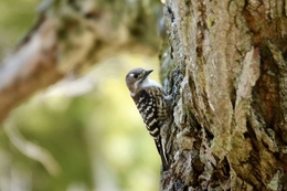 Japanese pygmy woodpecker 
