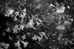 Abelia × grandiflora 