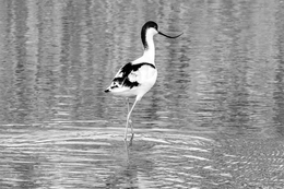 ALFAIATE, Pied Avocet 