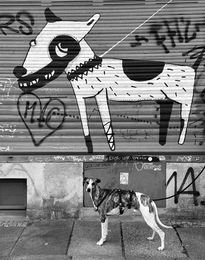 Street Dogs 