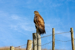 Águia d'asa redonda  - Buteo buteo 