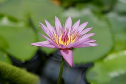 Water lily 