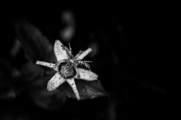 Tricyrtis affinis 