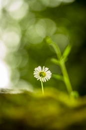 Detalhes  