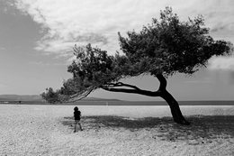A árvore da praia 