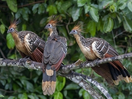 Ciganas (Opisthocomus hoazin) 