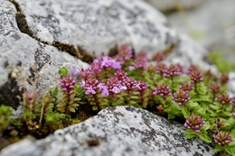 Japanese thyme 