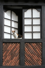 Curiosidade de gato 