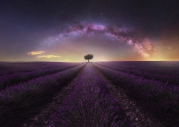 The Tree 
