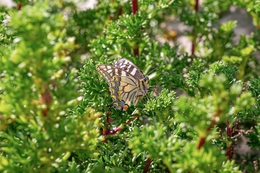 PAPILIO MACHAON 