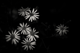 Aster microcephalus  