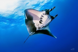 Raia Manta 