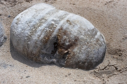 The Gold Miner of Pedra do Ouro (Series) 