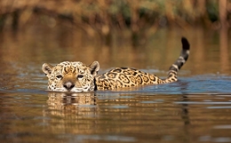 Rainha do pantanal 