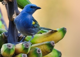 Sanhaçú-de-encontro-amarelo (Thraupis ornata) 
