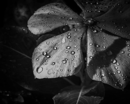 Raindrops 
