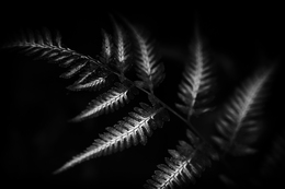 Athyrium niponicum 
