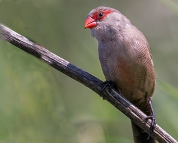  Bico-de-lacre (Estrilda astrild) 
