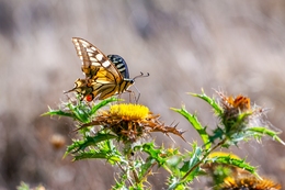 PAPILIO MACHAON 