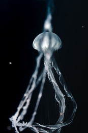Deep-sea dancer 