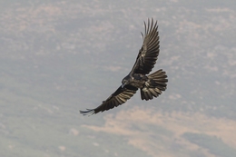 Corvo 