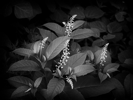 Phytolacca americana 