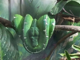Cobra-papagaio (Corallus caninus) 