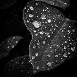 Raindrops 