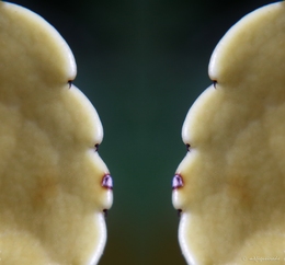 Monologue series 