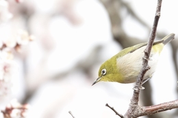 Japanese White-eye 