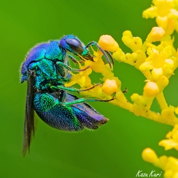 Blue Bee 