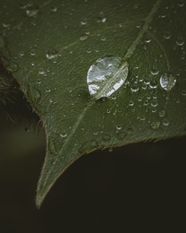 Raindrops on the leaf 