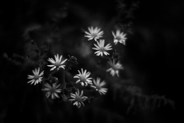 Aster microcephalus 