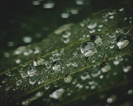 Raindrops descending 