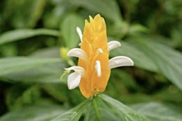 Pachystachys lutea 
