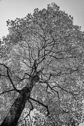 Liriodendron tulipifera 