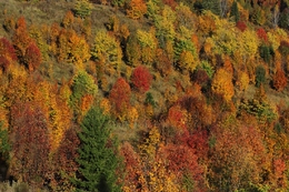 Краски осени 
