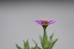 A Living Zinnia, Quiet Awakening 