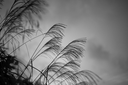 Miscanthus sinensis 